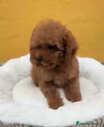 Caniche Toy perros Caniche toy macho  - Anuncio 2