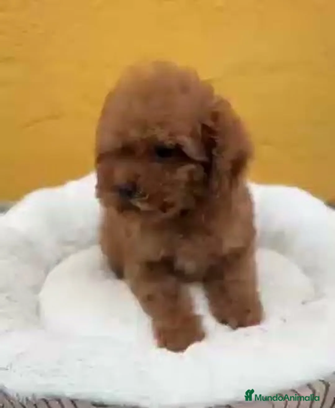 Caniche Toy perros en venta: Caniche toy macho  - Anuncio 1