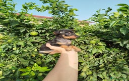 Pinscher Miniatura perros en venta: Mini pincher toy  - Imagen 5