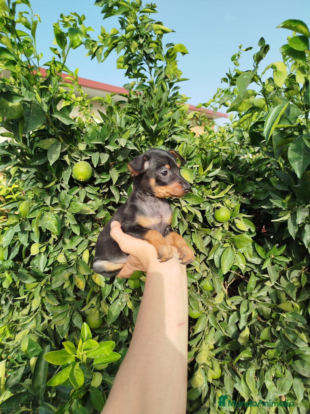 Pinscher Miniatura perros en venta: Mini pincher toy  - Imagen 5