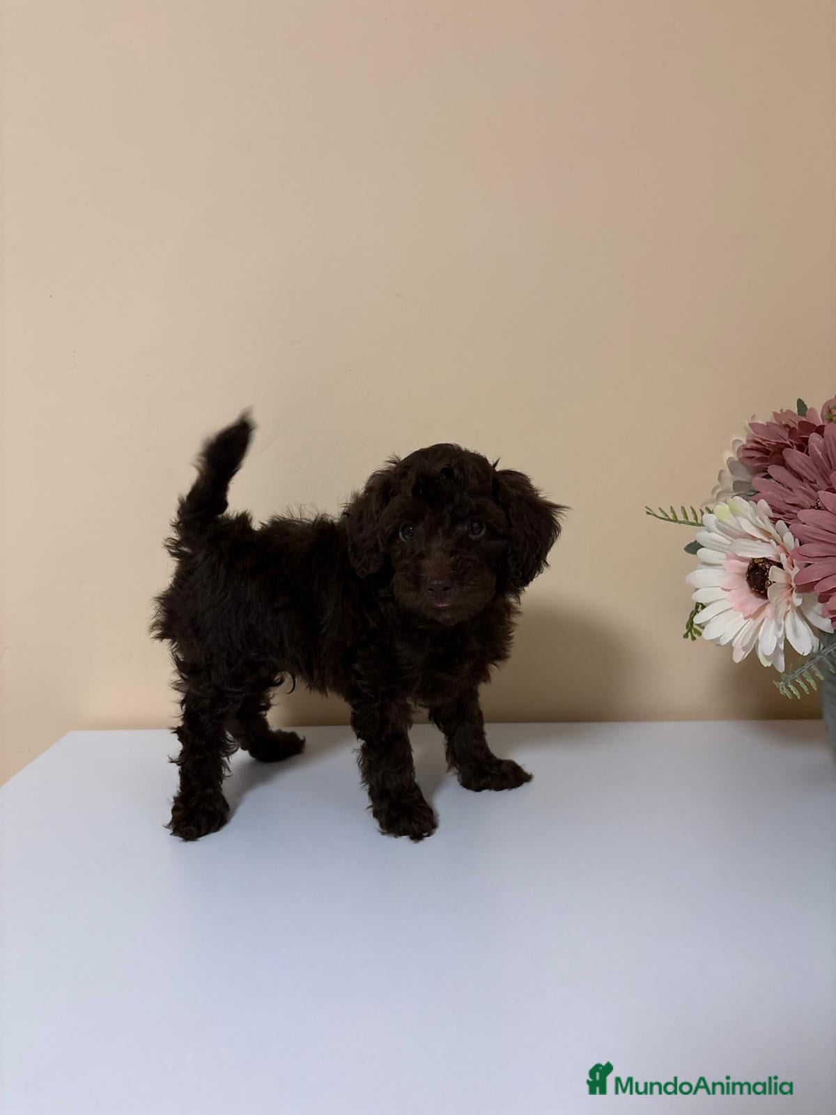 Caniche Toy perros Caniche toy precio real - Anuncio 1