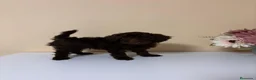 Caniche Toy perros en venta: Caniche toy precio real en Barcelona - Anuncio 1