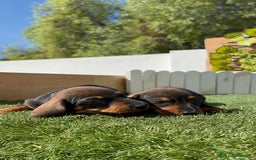 Teckel Miniatura perros en venta: TECKEL MINIATURA MACHO - Imagen 17