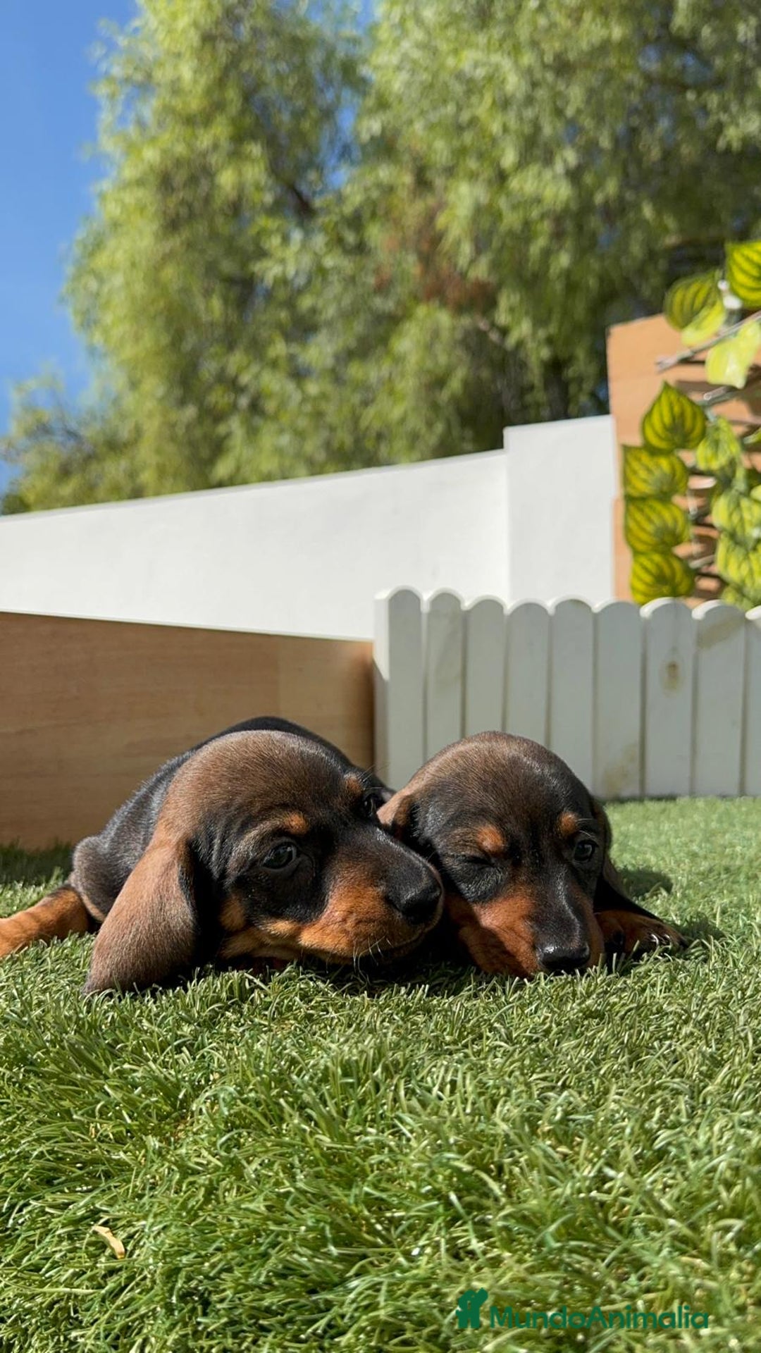 Teckel Miniatura perros en venta: TECKEL MINIATURA MACHO - Imagen 17