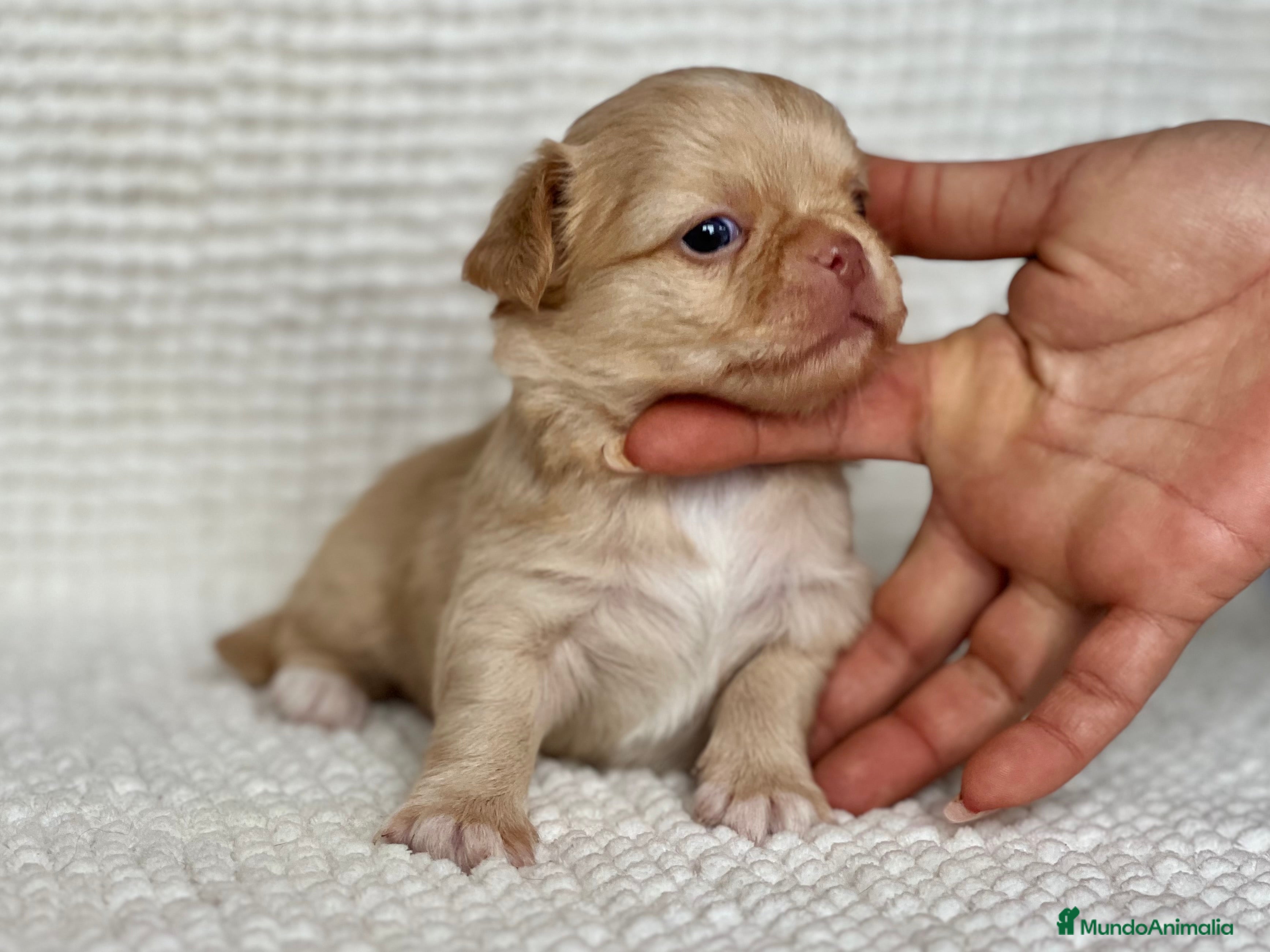 Chihuahua perros CHIHUAHUA PELO LARGO COLOR GOLD - Anuncio 1