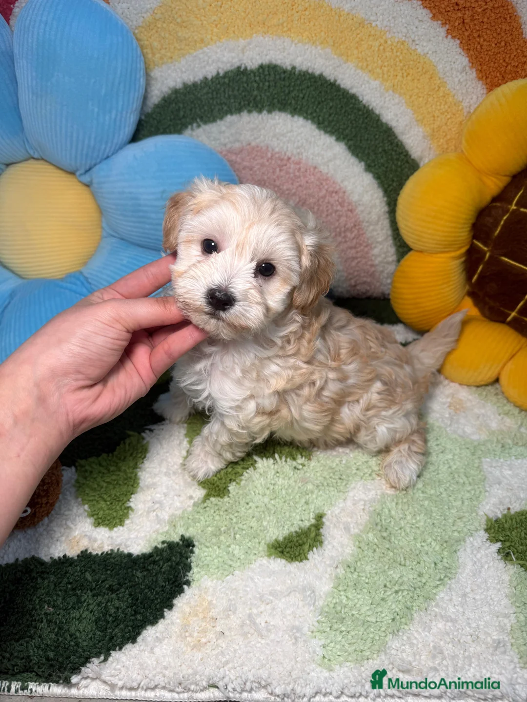 Maltipoo perros en venta: Maltipoo Mini Toy - Anuncio 1