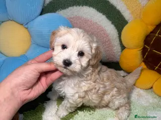 Maltipoo perros Maltipoo Mini Toy - Anuncio 2