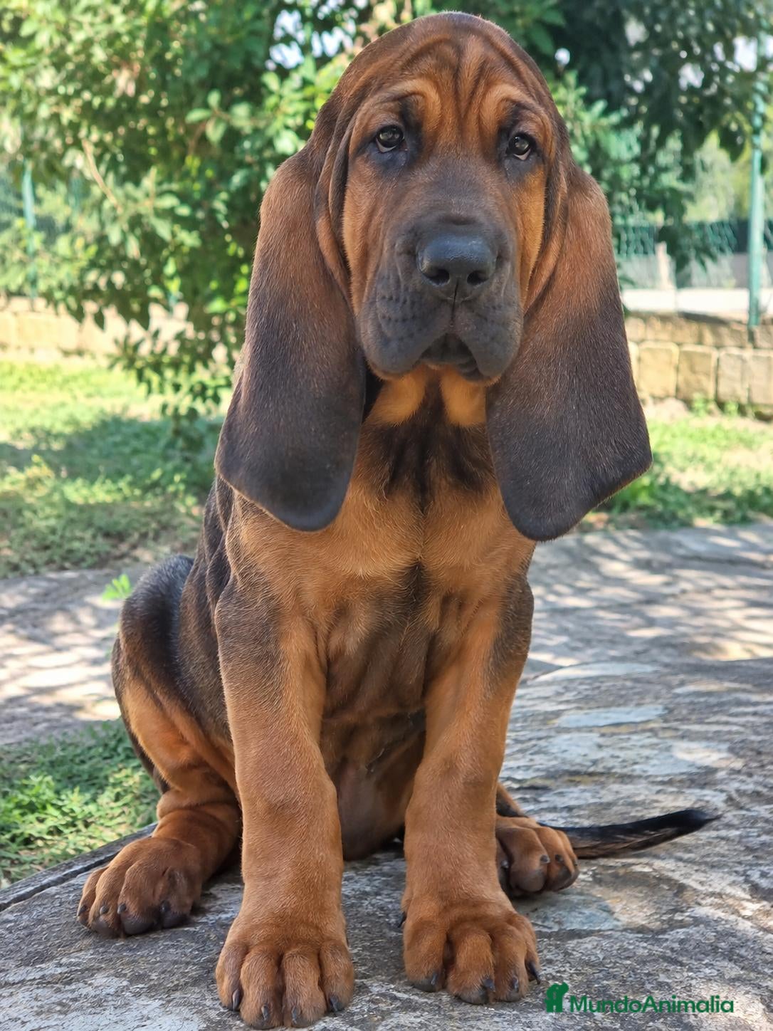 Sabueso de Sangre de Baviera perros SABUESO DE SANGRE BAVIERA  - Anuncio 2