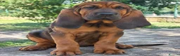 Sabueso de Sangre de Baviera perros en venta: SABUESO DE SANGRE BAVIERA  en Zaragoza - Anuncio 1