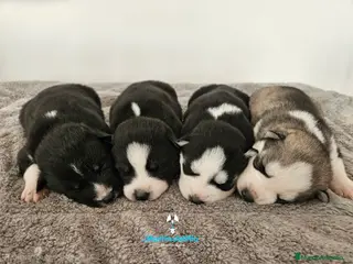 Husky Siberiano perros CACHORROS Siberian Husky Agouti. - Anuncio 4