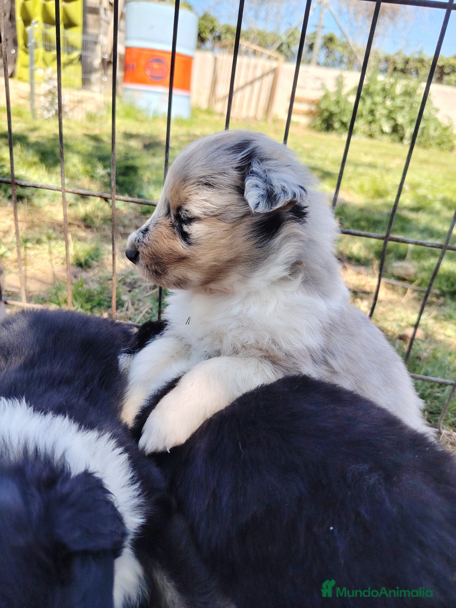 Collie de Pelo Largo perros Cachorros collie pelo largo/ rough collie - Anuncio 2