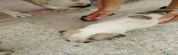 Mastín Español perros en venta: CACHORROS DE MASTÍN ESPAÑOL  - Anuncio 8