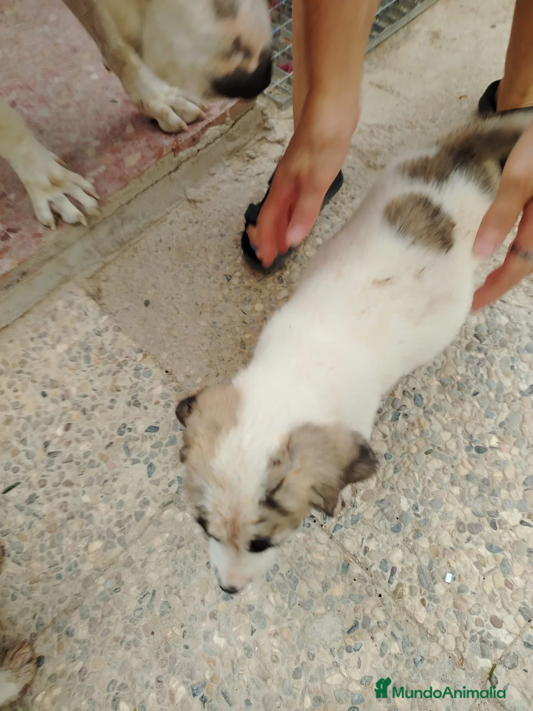 Mastín Español perros en venta: CACHORROS DE MASTÍN ESPAÑOL  - Anuncio 8