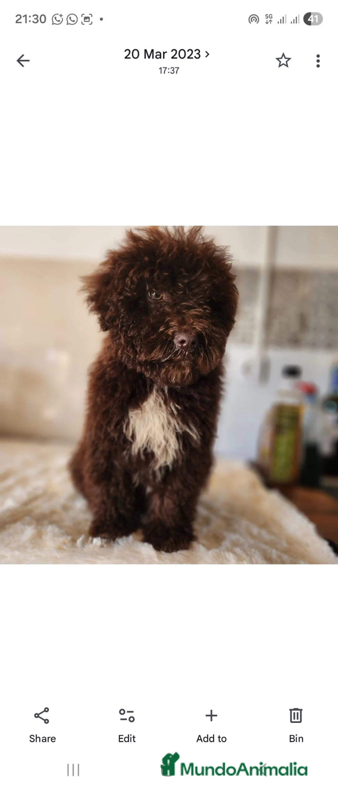 Perro de Agua Español perros en venta: Perros de agua chocolate  - Anuncio 5