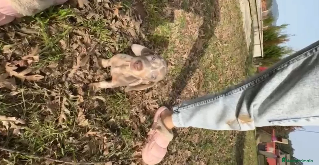 Teckel Miniatura perros en venta: Teckel isabelino  - Anuncio 2