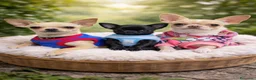 Chihuahua perros en venta: Chihuahua - Anuncio 1