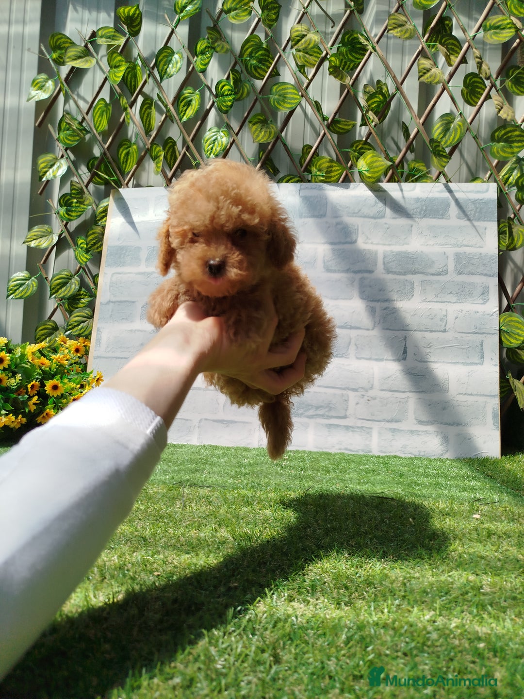 Caniche Toy perros en venta: Caniche rojo - Imagen 1