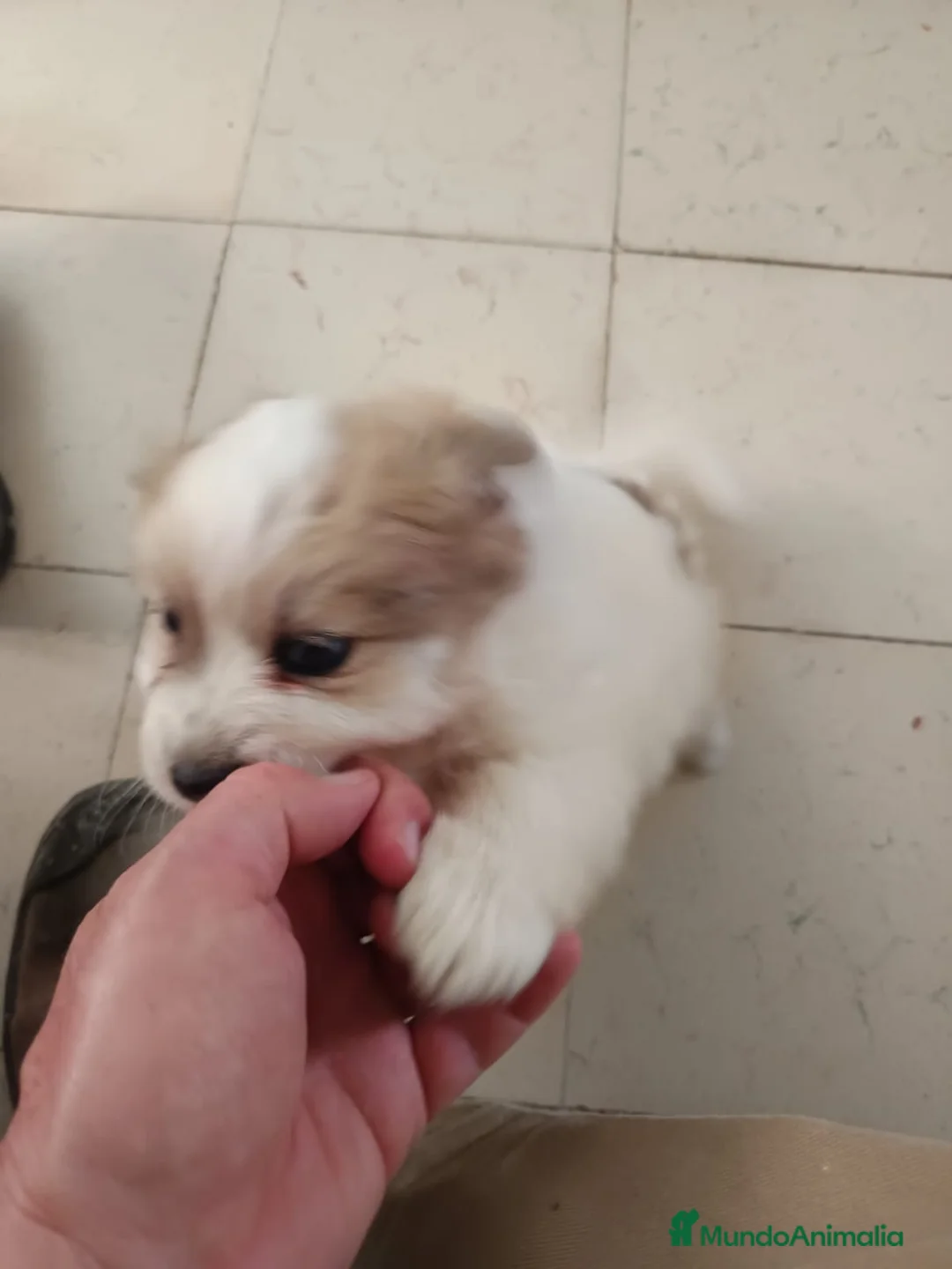 Pomerania perros en venta: Pomerania macho - Anuncio 1