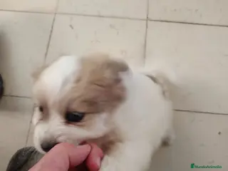 Pomerania perros Pomerania macho - Anuncio 1