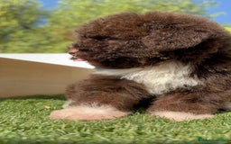Perro de Agua Español perros en venta: PERRO DE AGUA HEMBRA - Imagen 11