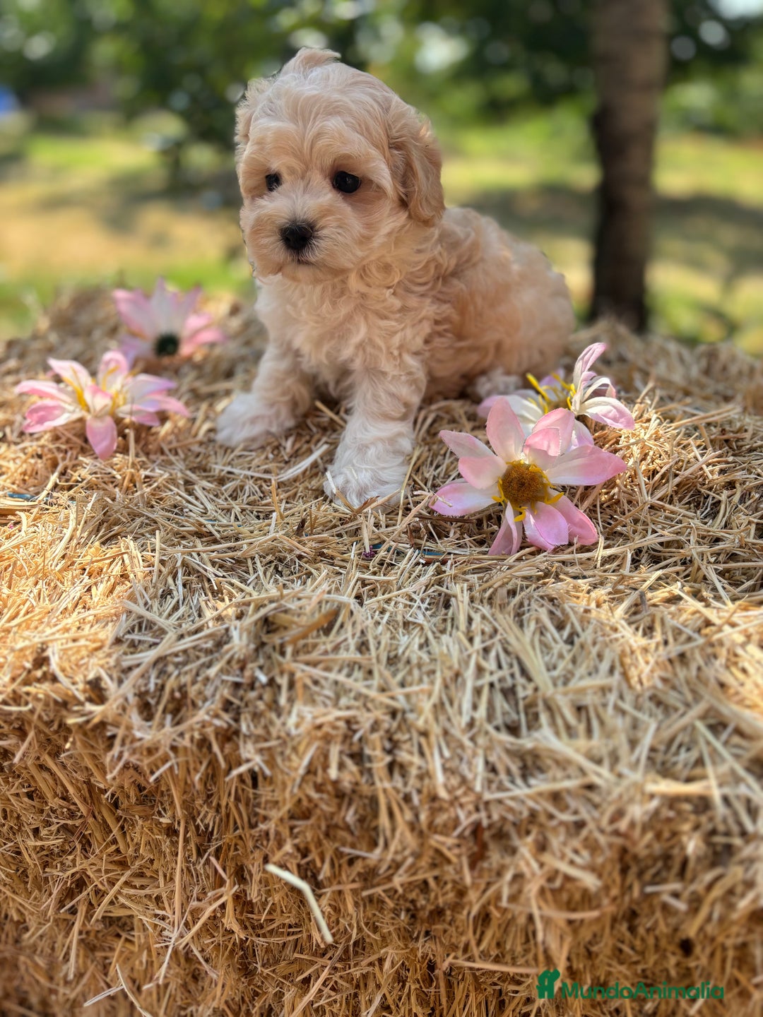 Maltipoo perros en venta: Maltipoo Macho disponible  - Imagen 5