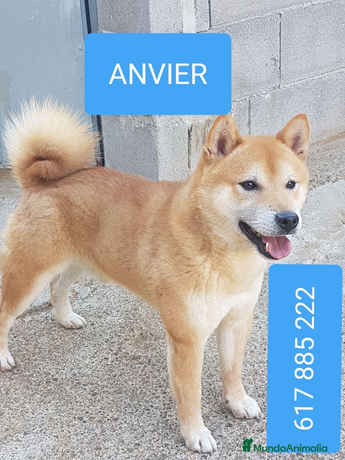 Shiba Inu perros Shiba inu - Anuncio 1
