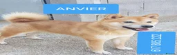 Shiba Inu perros en venta: Shiba inu - Anuncio 1
