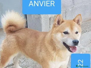 Shiba Inu perros Shiba inu - Anuncio 1