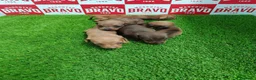 Teckel Miniatura perros en venta: Teckel miniatura  - Anuncio 4