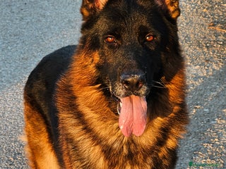 Pastor Alemán perros Espectaculares cachorritos de pastor alemán - Anuncio 1