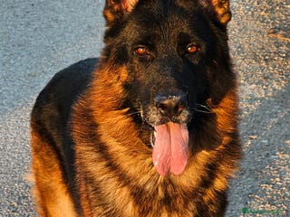 Pastor Alemán perros Espectaculares cachorritos de pastor alemán - Anuncio 1