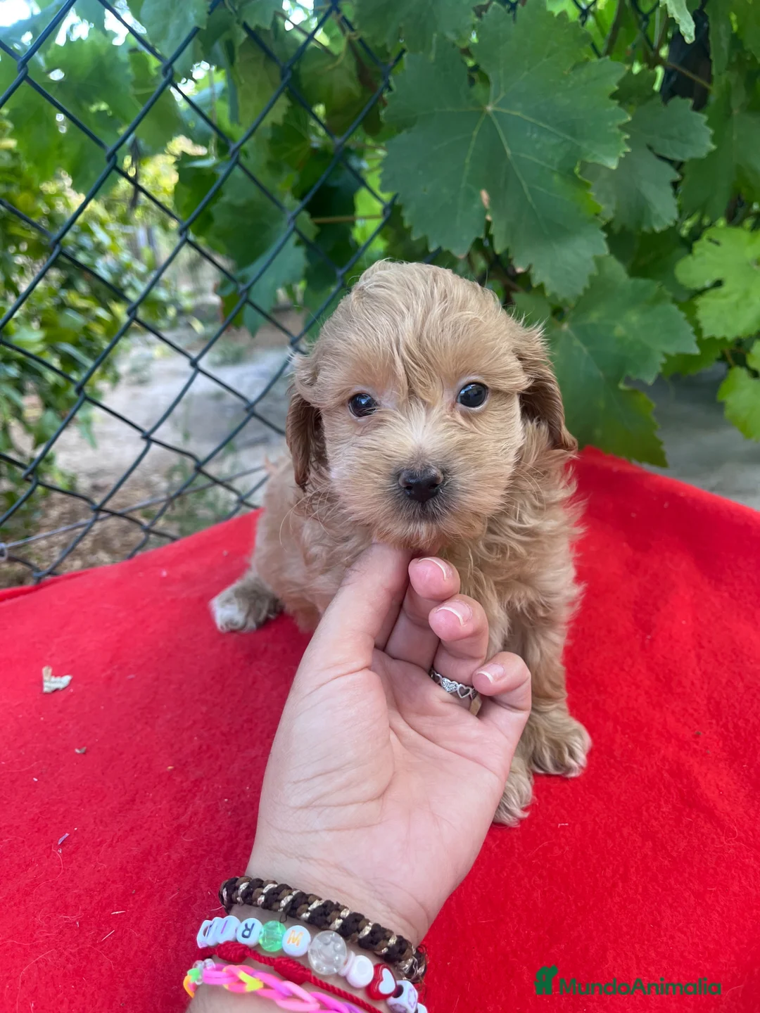 Maltipoo perros en venta: PRECIOSO MACHO  - Anuncio 1