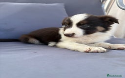 Border Collie perros en venta: Border collie chocolate  - Imagen 15