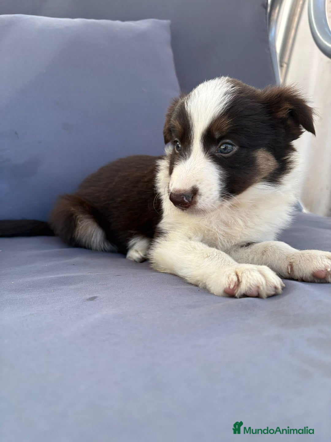 Border Collie perros en venta: Border collie chocolate  - Imagen 15
