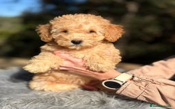 Caniche Toy perros en venta: Caniche Apricot Disponible - Anuncio 1