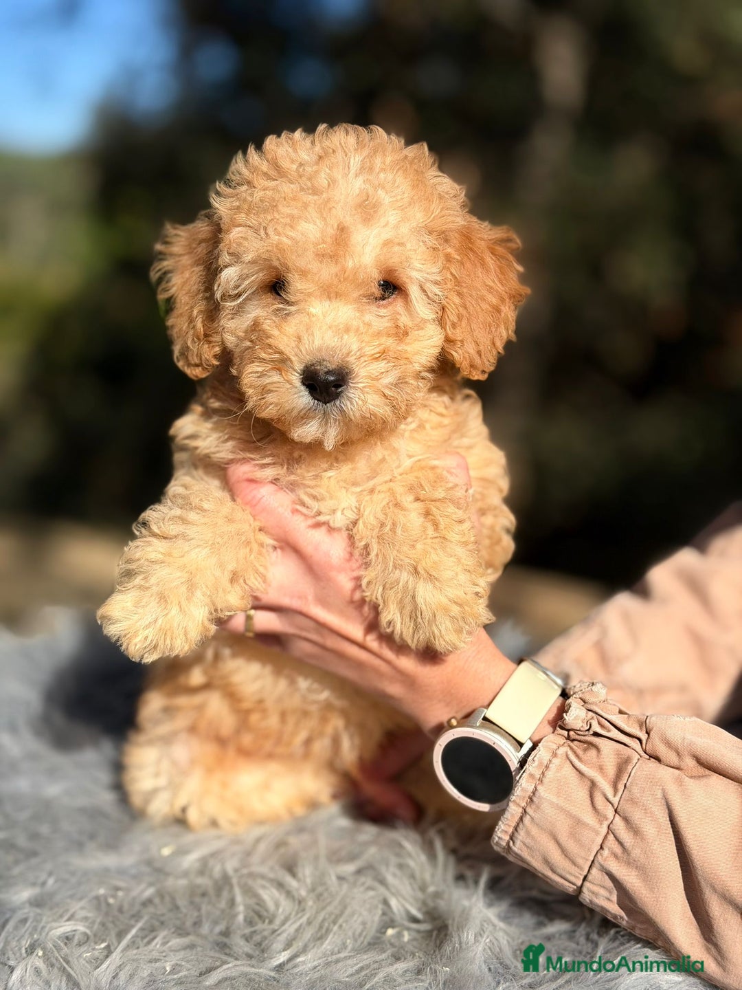 Caniche Toy perros en venta: Caniche Apricot Disponible - Anuncio 1