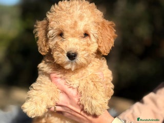 Caniche Toy perros Caniche Apricot Disponible - Anuncio 2