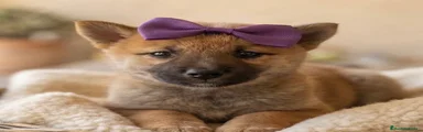 Shiba Inu 2