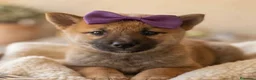 Shiba Inu perros en venta: Shiba inu  - Anuncio 2