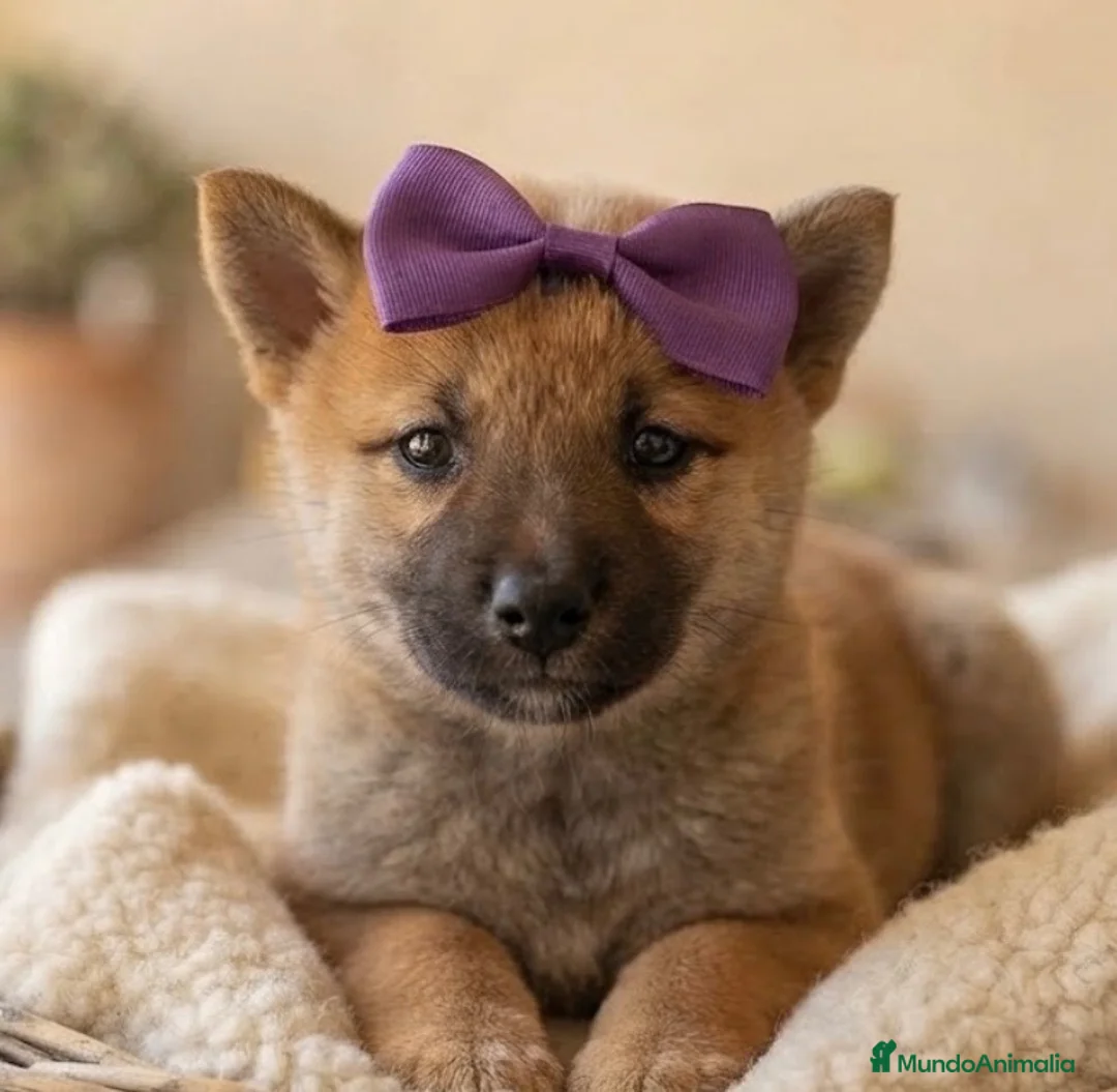 Shiba Inu perros en venta: Shiba inu  - Anuncio 2