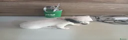 Chihuahua perros en venta: Chihuahua toy  - Anuncio 8