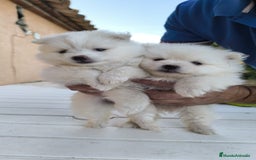 Pomerania perros en venta: Última pomerania !! - Imagen 3