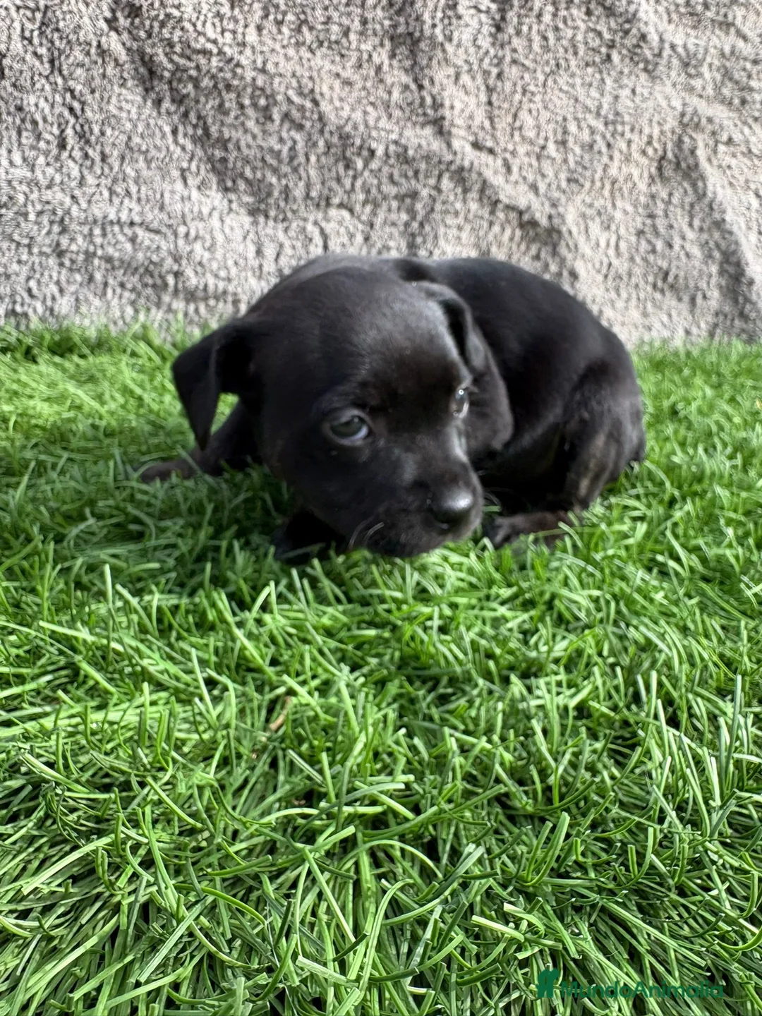 Staffordshire Bull Terrier perros en venta: Hembra de Staffordshire Bull Terrier  - Anuncio 9