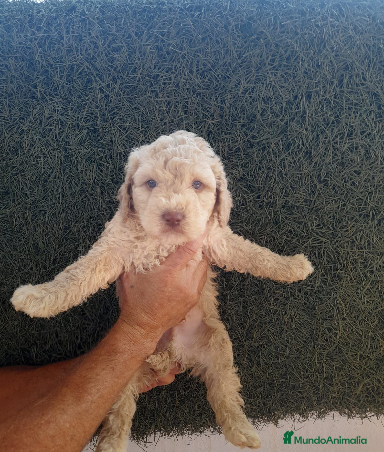 Perro de Agua Español perros en venta: Perros de agua  - Anuncio 1
