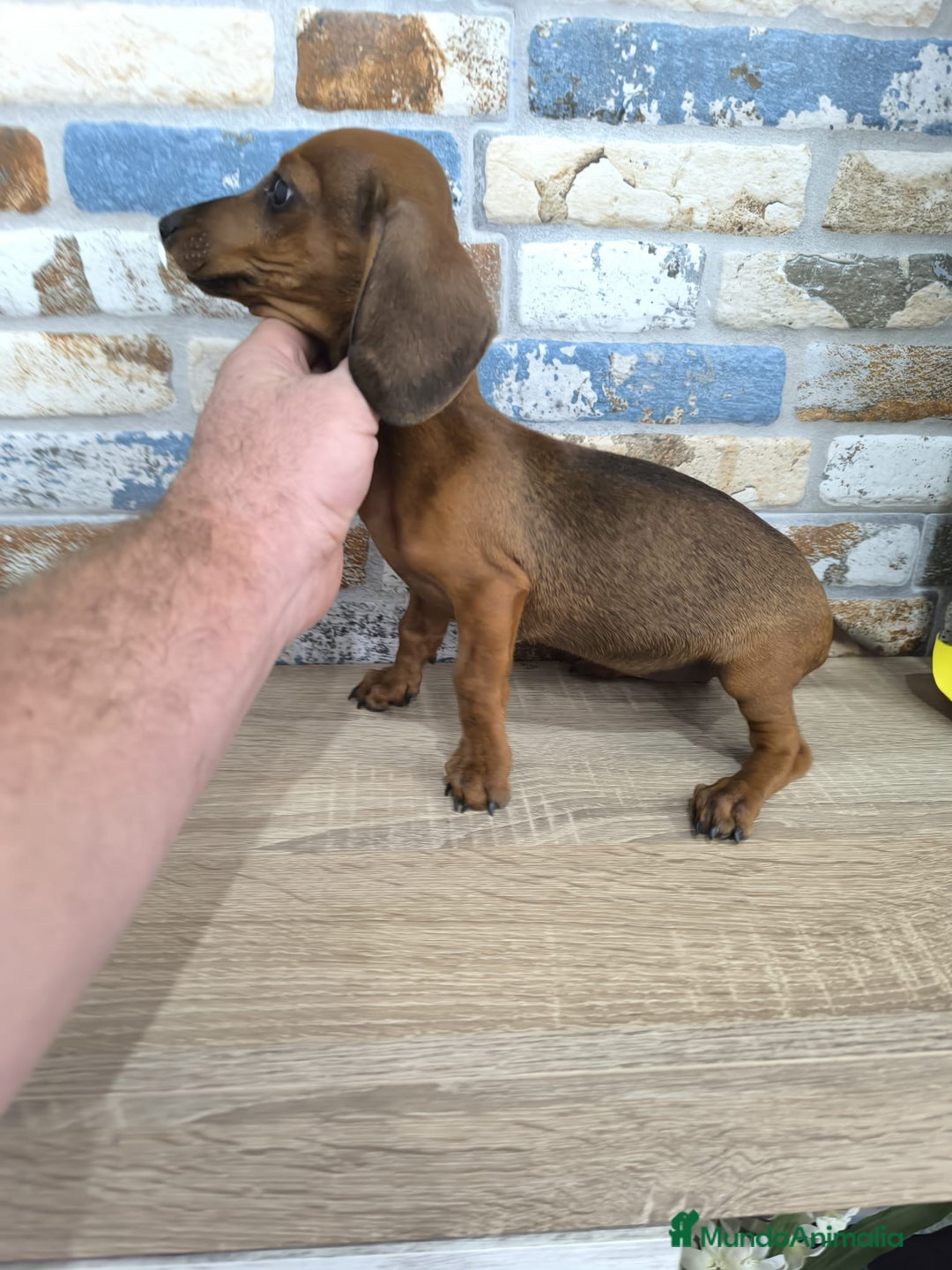 Teckel Miniatura perros en venta: teckel miniatura  - Imagen 3