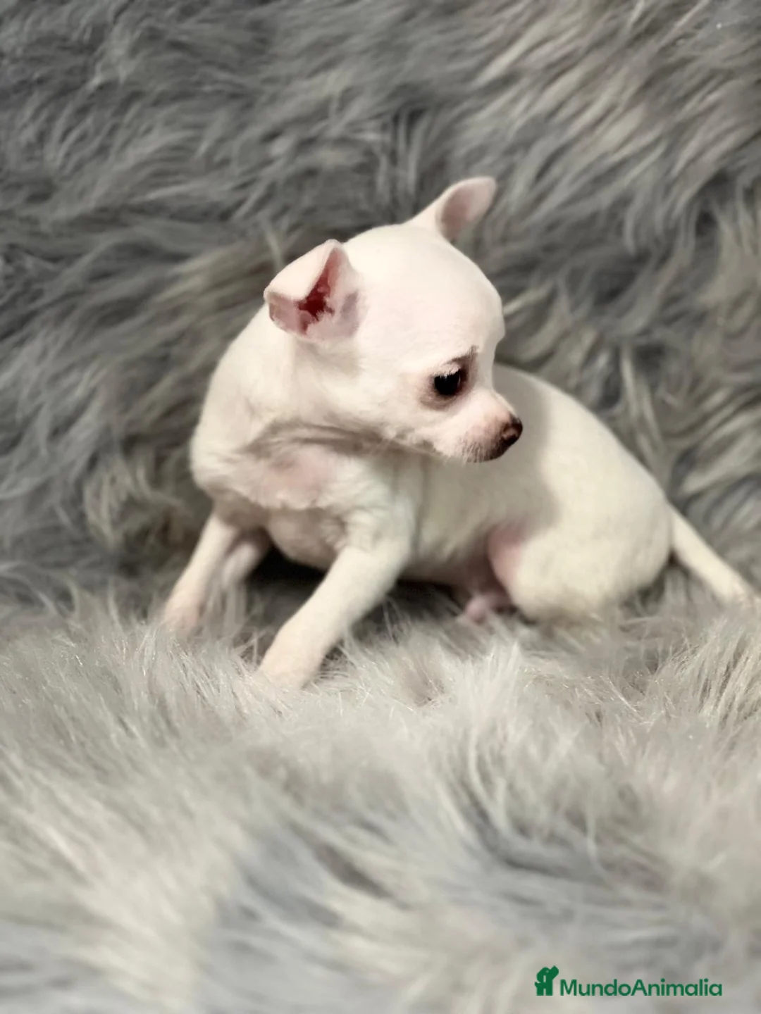Chihuahua perros en venta: CHIHUAHUA TOY en Barcelona - Anuncio 2