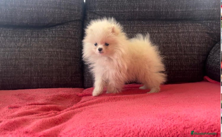 Pomerania perros en Badajoz - Propaganda 10