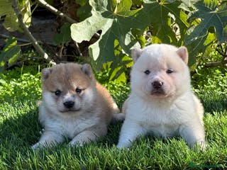 Shiba Inu perros Camadas disponibles de Shiba - Anuncio 6