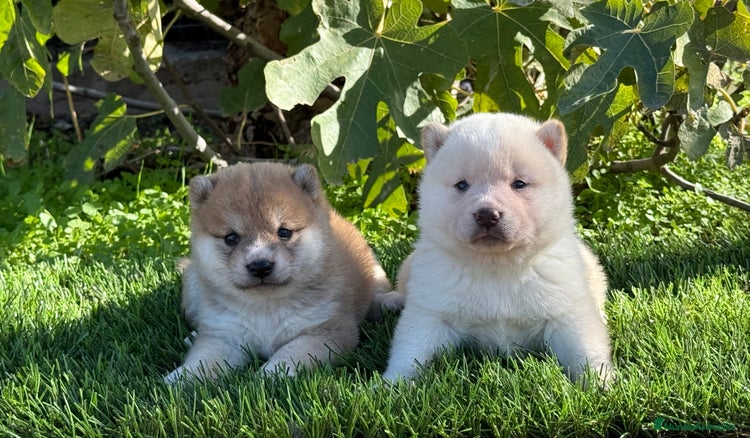 Shiba Inu perros Camadas disponibles de Shiba - Anuncio 1