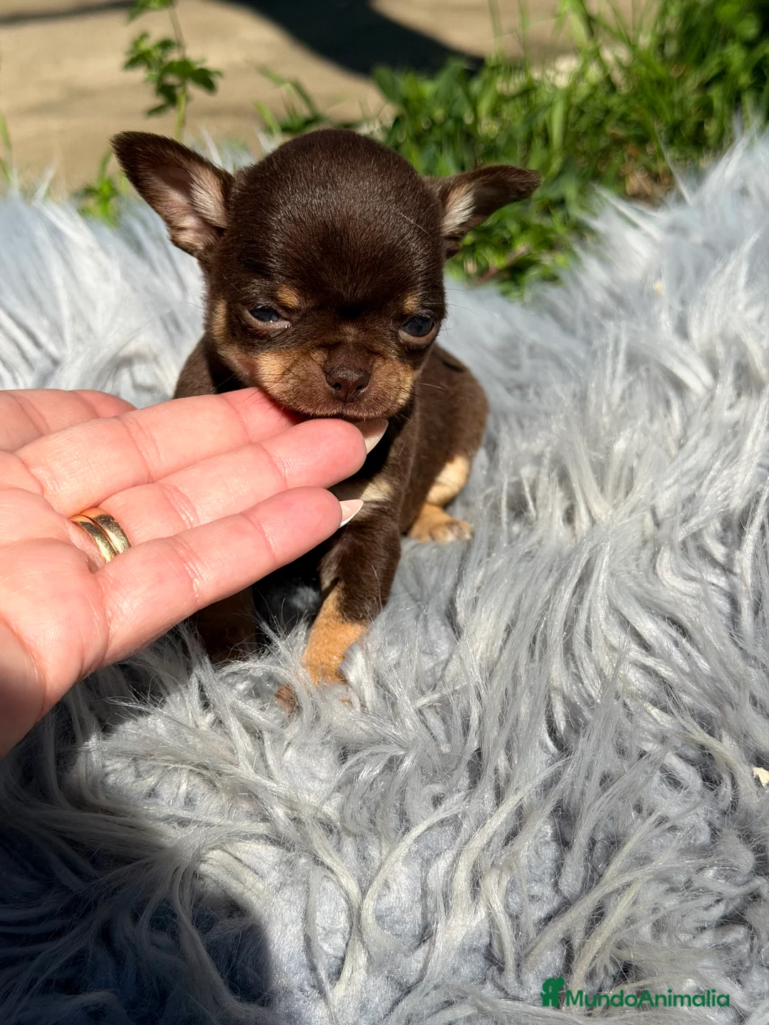Chihuahua perros en venta: Microtoy Chihuahua chocolate  - Anuncio 2